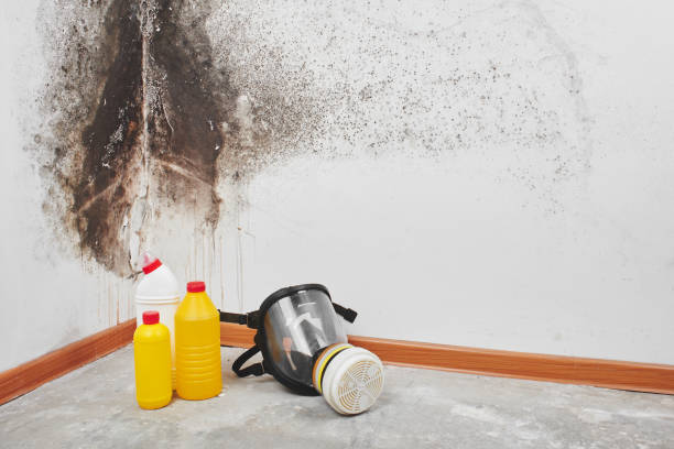 Best Black Mold Remediation in Las Lomas, CA