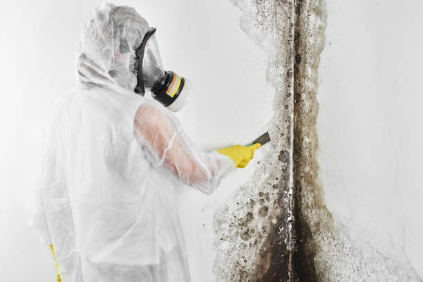 Best Localized Mold Remediation (e.g., coastal areas, humid climates) in Las Lomas, CA