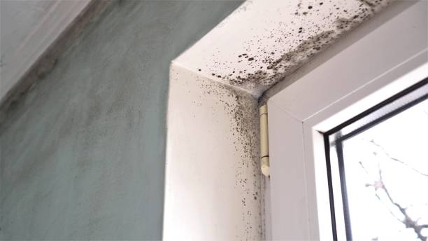 Best Preventive Mold Services in Las Lomas, CA
