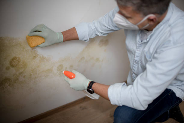 Professional Mold Remediation in Las Lomas, CA