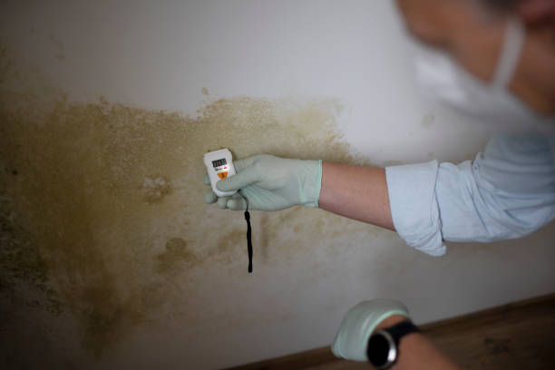 Best Emergency Mold Remediation in Las Lomas, CA