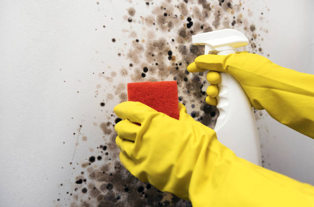 Best Mold Remediation for Schools in Las Lomas, CA