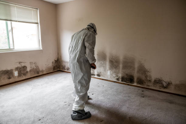 Best Mold Testing and Inspection Services in Las Lomas, CA