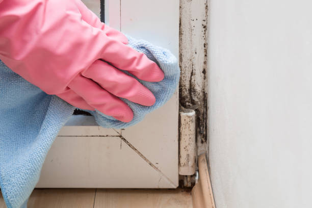 Best Residential Mold Remediation in Las Lomas, CA