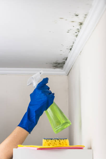 Best Bathroom Mold Remediation in Las Lomas, CA